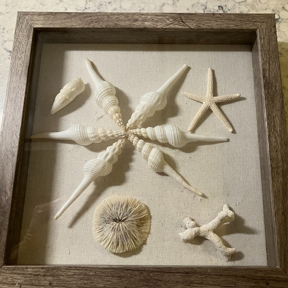 SEA SHELL SHADOW BOX